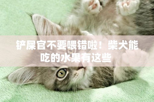 鏟屎官不要喂錯啦！柴犬能吃的水果有這些 