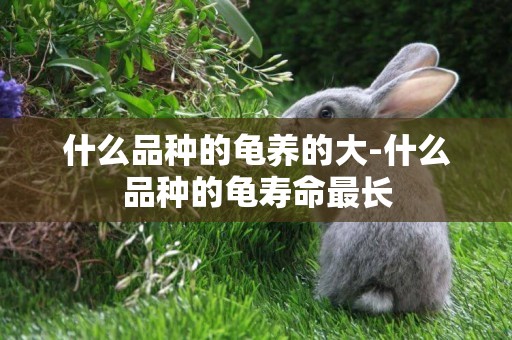 什么品種的龜養的大-什么品種的龜壽命最長