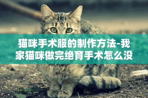 貓咪手術服的制作方法-我家貓咪做完絕育手術怎么沒給穿手術服