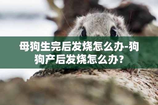 母狗生完后發燒怎么辦-狗狗產后發燒怎么辦？