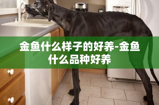 金魚什么樣子的好養-金魚什么品種好養