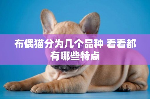 布偶貓分為幾個品種 看看都有哪些特點