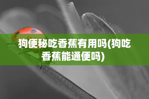 狗便秘吃香蕉有用嗎(狗吃香蕉能通便嗎) 