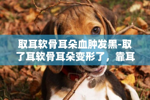 取耳軟骨耳朵血腫發黑-取了耳軟骨耳朵變形了，靠耳后怎么辦