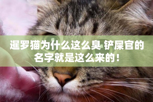 暹羅貓為什么這么臭 鏟屎官的名字就是這么來的！
