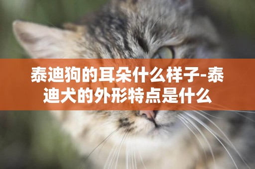 泰迪狗的耳朵什么樣子-泰迪犬的外形特點是什么