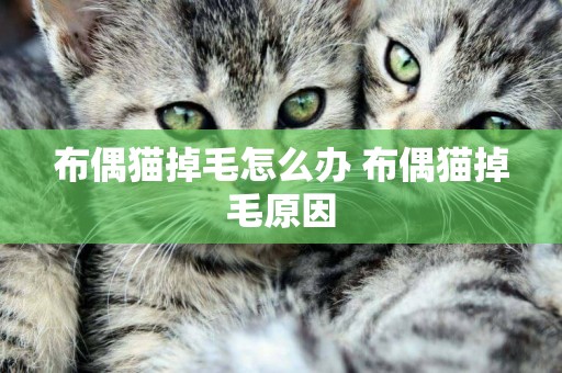 布偶貓掉毛怎么辦 布偶貓掉毛原因