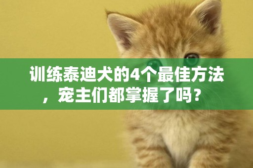 訓練泰迪犬的4個最佳方法，寵主們都掌握了嗎？ 