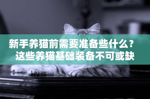 新手養貓前需要準備些什么？ 這些養貓基礎裝備不可或缺