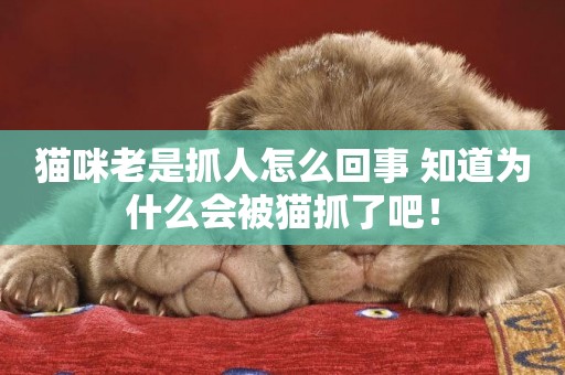 貓咪老是抓人怎么回事 知道為什么會被貓抓了吧！