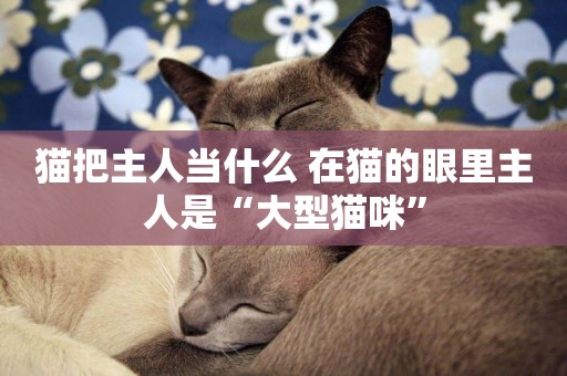 貓把主人當什么 在貓的眼里主人是“大型貓咪”