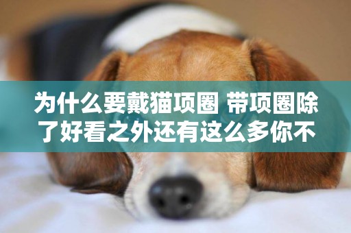 為什么要戴貓項圈 帶項圈除了好看之外還有這么多你不知道