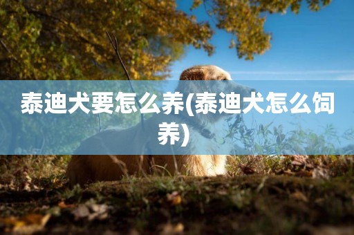 泰迪犬要怎么養(泰迪犬怎么飼養) 