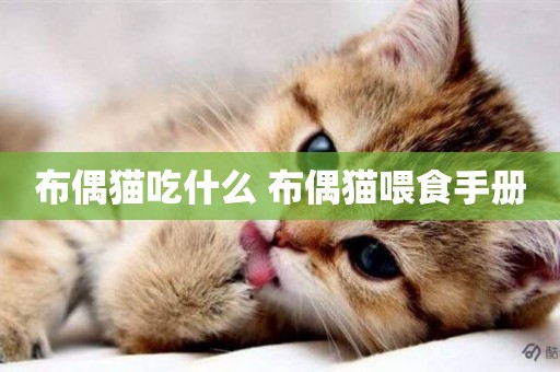 布偶貓吃什么 布偶貓喂食手冊