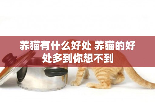 養貓有什么好處 養貓的好處多到你想不到