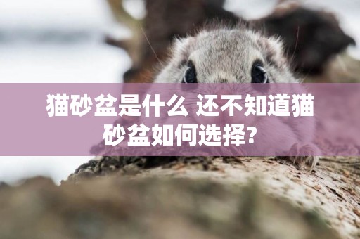貓砂盆是什么 還不知道貓砂盆如何選擇?