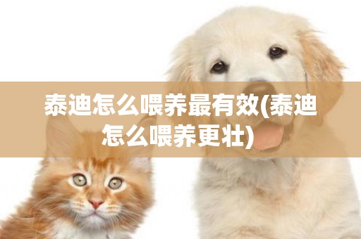 泰迪怎么喂養最有效(泰迪怎么喂養更壯) 