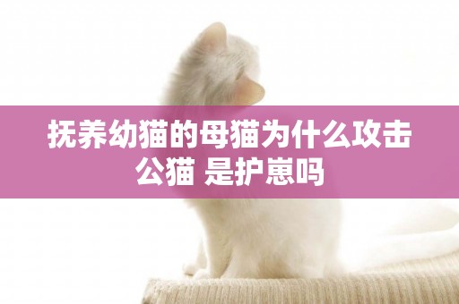 撫養幼貓的母貓為什么攻擊公貓 是護崽嗎