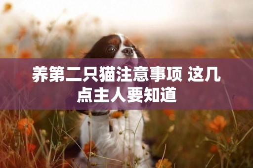 養第二只貓注意事項 這幾點主人要知道