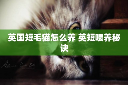 英國短毛貓怎么養 英短喂養秘訣