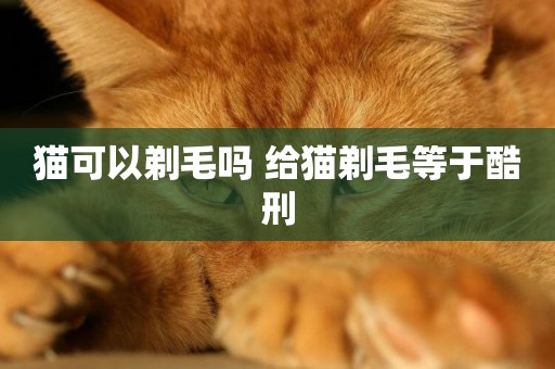 貓可以剃毛嗎 給貓剃毛等于酷刑