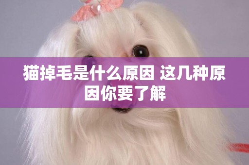 貓掉毛是什么原因 這幾種原因你要了解