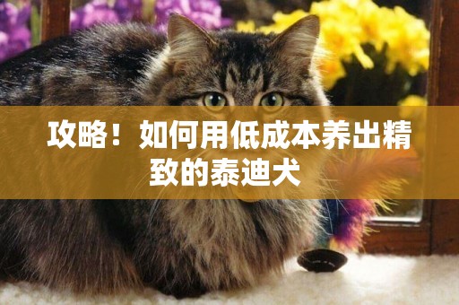 攻略！如何用低成本養出精致的泰迪犬 