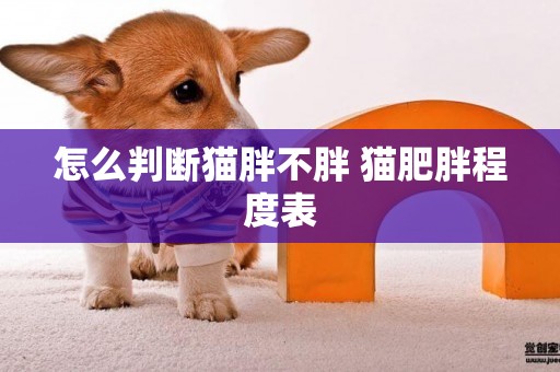 怎么判斷貓胖不胖 貓肥胖程度表