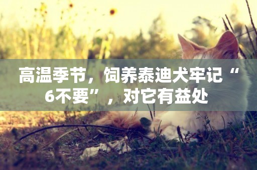 高溫季節，飼養泰迪犬牢記“6不要”，對它有益處 