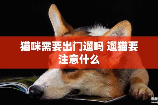 貓咪需要出門遛嗎 遛貓要注意什么