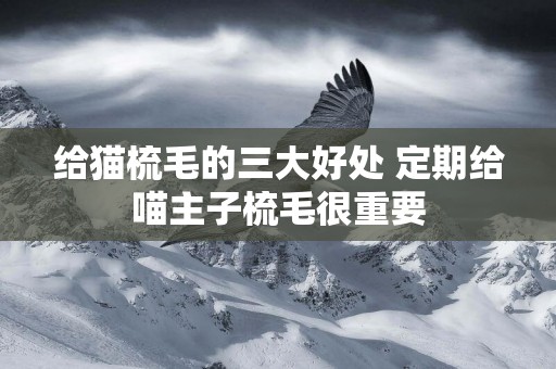 給貓梳毛的三大好處 定期給喵主子梳毛很重要