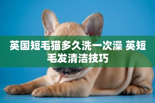英國短毛貓多久洗一次澡 英短毛發清潔技巧