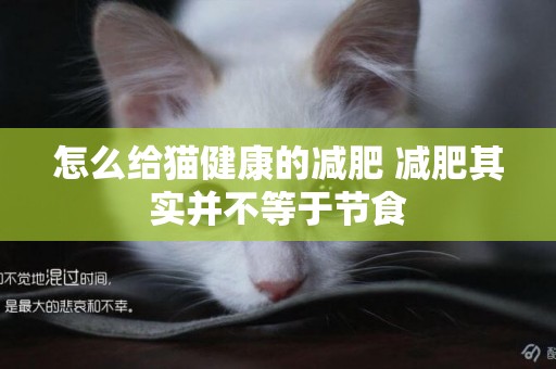 怎么給貓健康的減肥 減肥其實并不等于節食