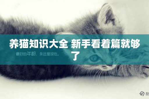 養貓知識大全 新手看著篇就夠了