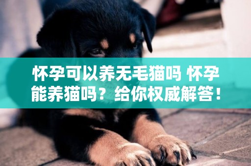 懷孕可以養無毛貓嗎 懷孕能養貓嗎？給你權威解答！