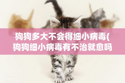狗狗多大不會得細小病毒(狗狗細小病毒有不治就愈嗎) 
