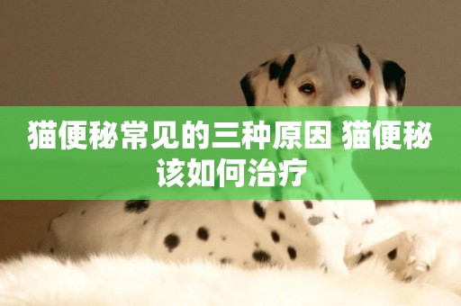 貓便秘常見的三種原因 貓便秘該如何治療