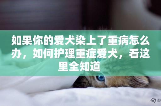 如果你的愛犬染上了重病怎么辦，如何護理重癥愛犬，看這里全知道 
