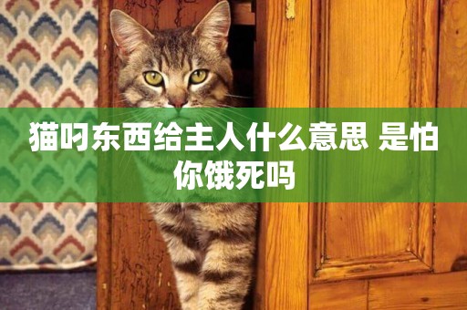 貓叼東西給主人什么意思 是怕你餓死嗎