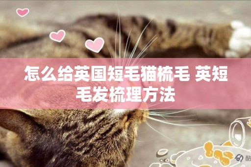 怎么給英國短毛貓梳毛 英短毛發梳理方法