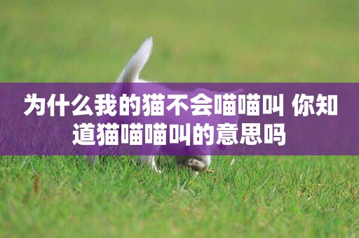 為什么我的貓不會喵喵叫 你知道貓喵喵叫的意思嗎