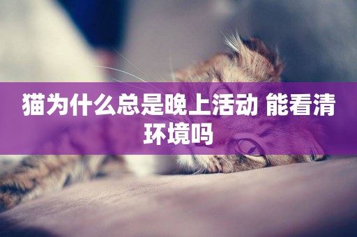 貓為什么總是晚上活動 能看清環境嗎