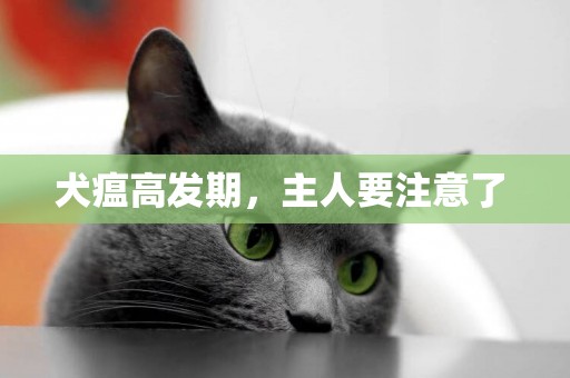 犬瘟高發期，主人要注意了 