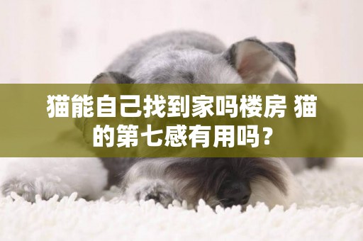 貓能自己找到家嗎樓房 貓的第七感有用嗎？