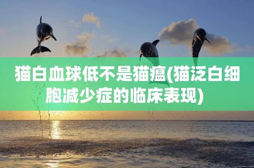 貓白血球低不是貓瘟(貓泛白細胞減少癥的臨床表現) 