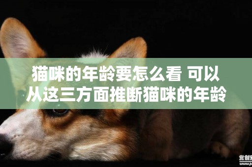 貓咪的年齡要怎么看 可以從這三方面推斷貓咪的年齡