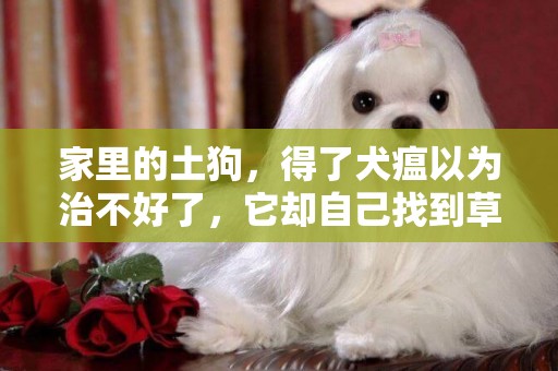家里的土狗，得了犬瘟以為治不好了，它卻自己找到草藥自救 