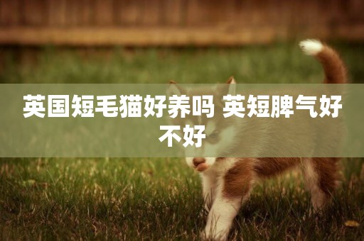 英國短毛貓好養嗎 英短脾氣好不好