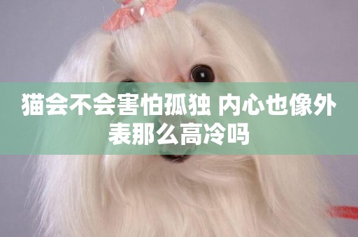 貓會不會害怕孤獨 內心也像外表那么高冷嗎