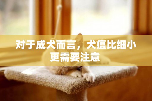 對于成犬而言，犬瘟比細小更需要注意 